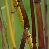 Phyllostachys aureosulcata Harbin Inversa.JPG